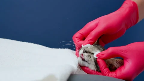 Cute kitten gets a massage Stock Footage 145963389