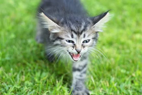 Cute kitten on the grass, in summer Stock Photos