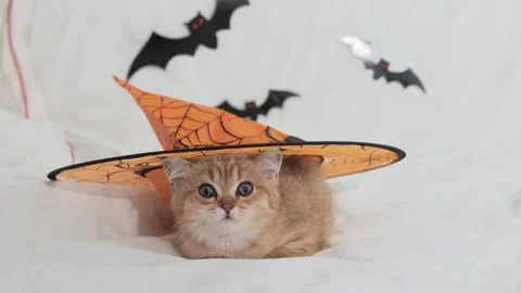 Cute kitten in halloween decorations looking at the camera in autumn.  Stock Footage 270436842