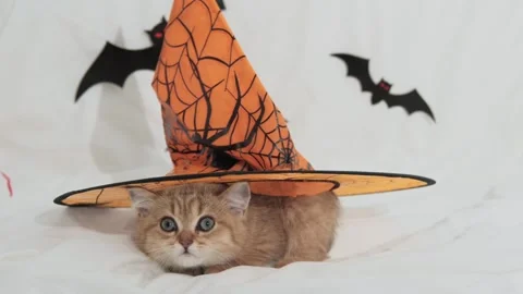 Cute kitten in halloween decorations looking at the camera in autumn.  Stock Footage 271093878