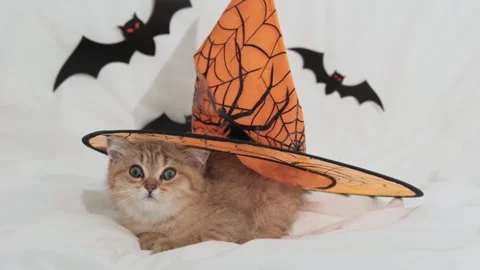 Cute kitten in halloween decorations looking at the camera in autumn.  Stock Footage 271399939