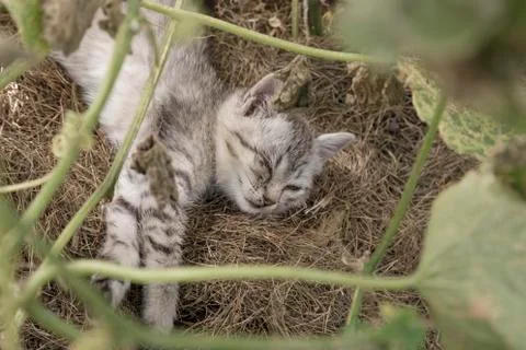 Cute kitten that has conjunctivitis, lying on ground at garden Stock Photos