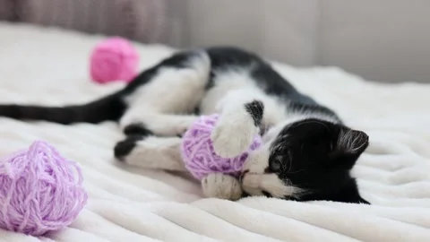 A cute kitten is having fun in the bedroom at home, playing with colorful balls  Stock Footage 259187546