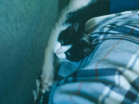 Cute kitten having rest on sofa Stock Photos