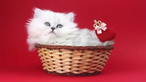 Cute kitten with heart on red background is yawning. Love, Valentine's day cat Stock Footage 168768040