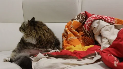 Cute kitten in the house on the sofa Vídeo Stock 97389783