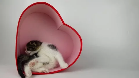 Cute kitten inside a red heart on a white background. affectionate Stock Footage 168077306