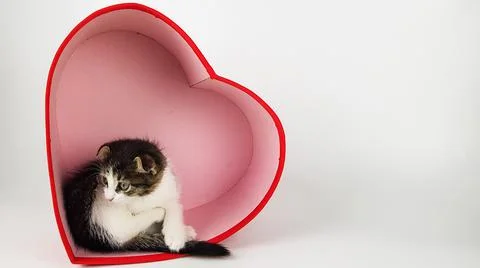 Cute kitten inside a red heart on a white background. affectionate congratula Stock Photos