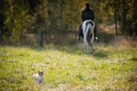 A cute kitten jumped out on a forest path, after a horse and rider passed along Stock Photos
