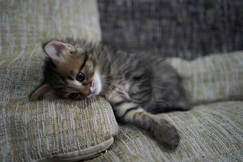 Cute kitten kitty is sleeping brown kitten lies on a pillow and looks asleep Stock Photos