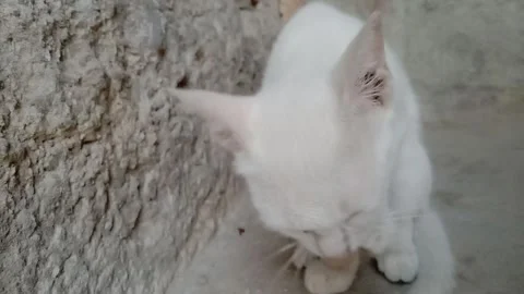 Cute Kitten Licking Its Paw with Tongue Stock Footage 347109302