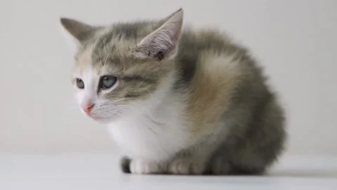A cute kitten licks its lips and yawns funny. She ate and lay quietly. Pet care. Video stock 159523931