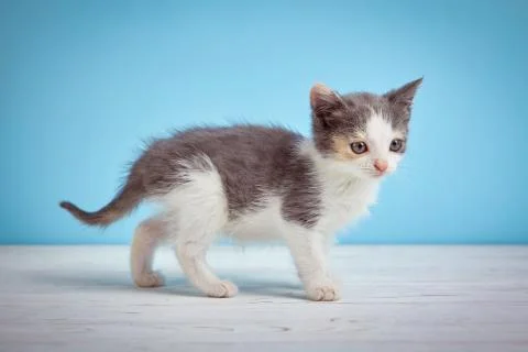 A cute kitten on a light blue background Stock Photos