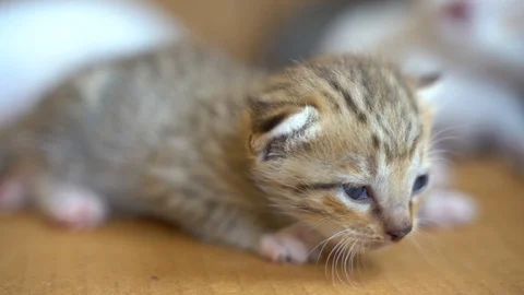 Cute kitten looking all around Stock Footage 120719661