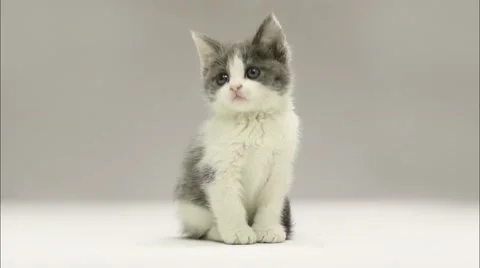 Cute Kitten Looking Around Loop Video.mp4 스톡 동영상 68715161