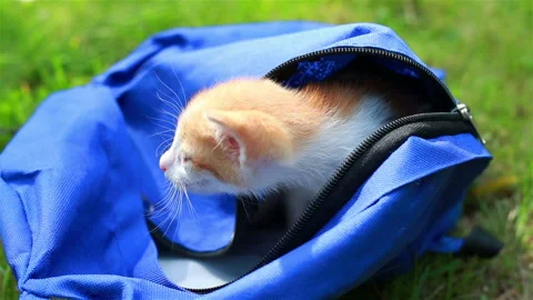 Cute kitten looking from the bag the first time outdoors. Stock Footage 97567065