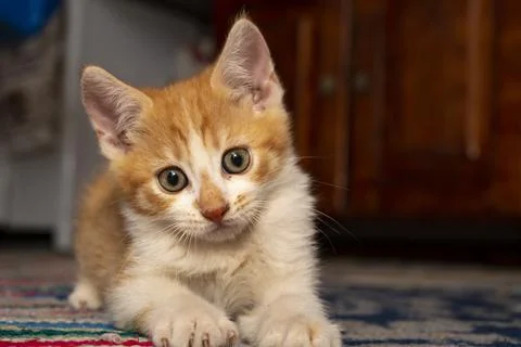 Cute kitten looking at camera, Foto stock