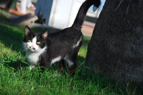 Cute kitten looking the catch Stock Photos