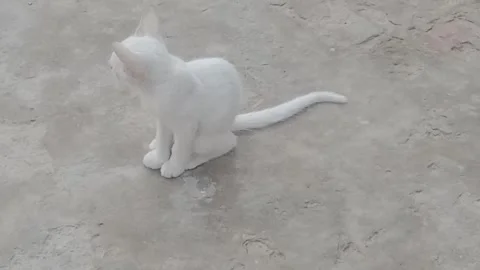 Cute Kitten Looking to the Side Stock Footage 346737723