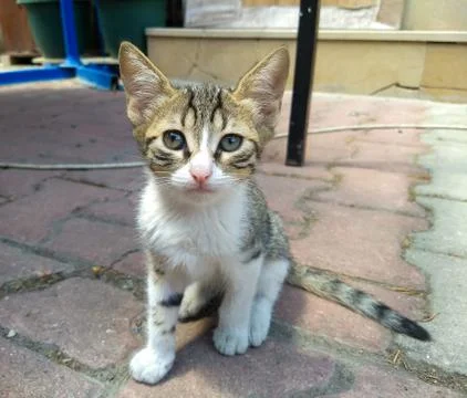 Cute kitten looking surprised at camera Stock Photos