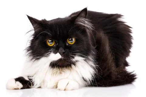 A cute kitten looks at the camera Stock Photos