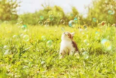 Cute kitten looks on soap bubbles Stock Photos