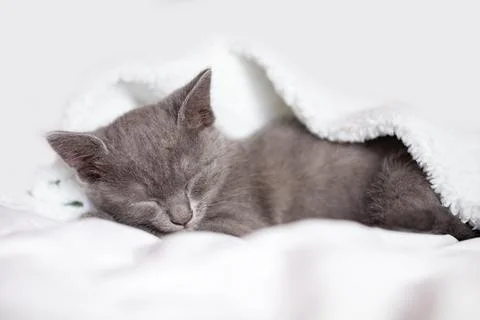 A cute kitten is lying on the bed. Selective focus. Horizontal. Foto stock