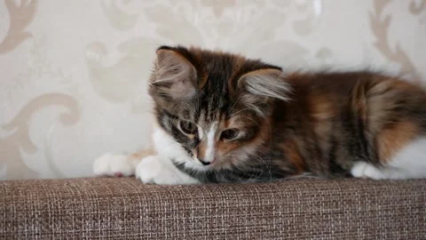 A cute kitten is lying on the couch and looking at the camera. Stock Footage 160969494