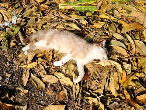 Cute kitten lying down among dry autumn leaves outdoors in nature. Stock Photos