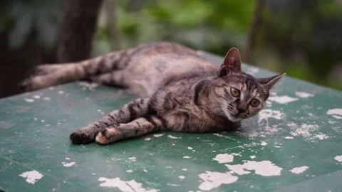 Cute Kitten Lying Down with a Surprised and Bewildered Look Stock Footage 327421136
