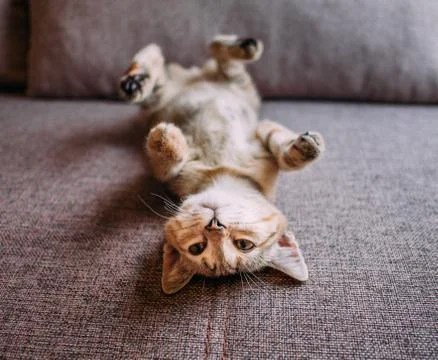 Cute kitten lying on its back on sofa. Stock Photos