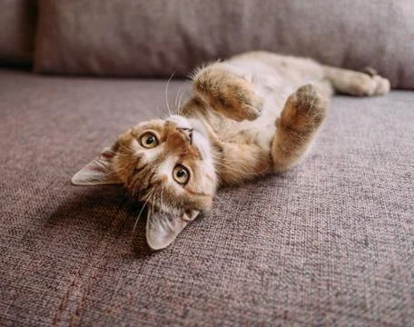 Cute kitten lying on its back on couch. Stock Photos