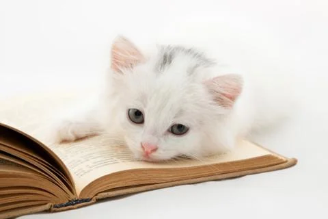Cute kitten lying on old book isolated on white Stock Photos