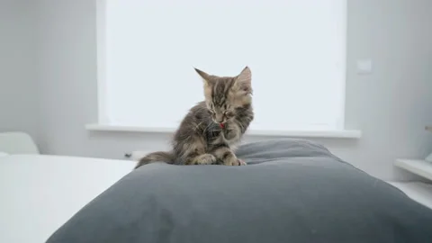Cute kitten lying on the pillow Stock Footage 145961769