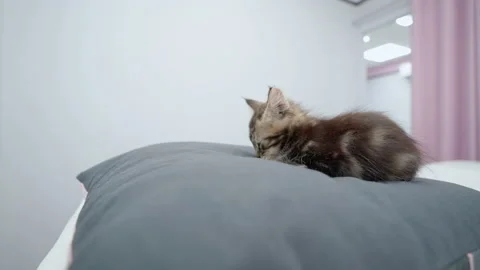 Cute kitten lying on the pillow Stock Footage 145961804