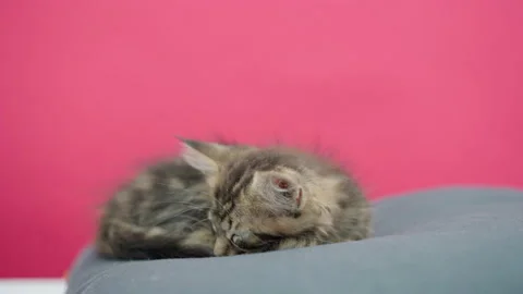 Cute kitten lying on the pillow Stock Footage 145963119