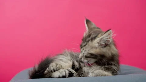 Cute kitten lying on the pillow Stock Footage 145963290