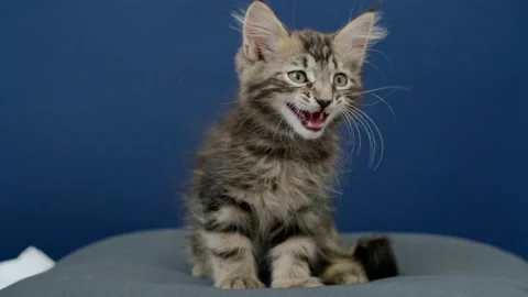 Cute kitten lying on the pillow Stock Footage 145963499