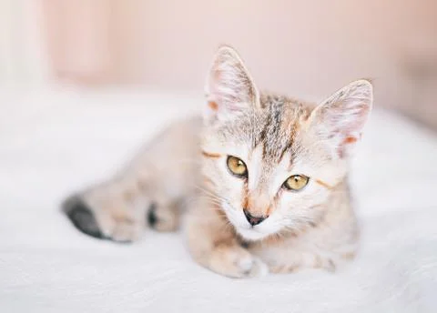 Cute kitten lying on sofa and looking at camera indoor. Stock Photos