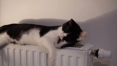 Cute kitten lying on warm radiator and licking paw while grooming fur Stock-Footage 320530122