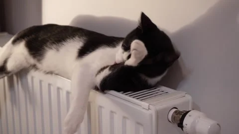 Cute kitten lying on warm radiator and licking paw while grooming fur Stock Footage 320530126