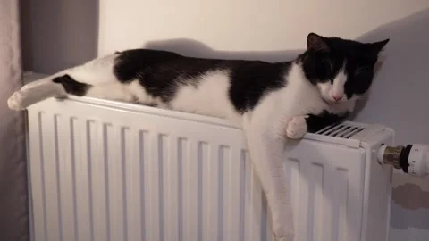 Cute kitten lying on warm radiator and licking paw while grooming fur Stock Footage 320530133