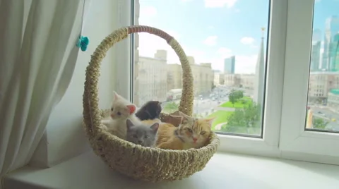 Cute kitten with mother cat 库存影片 66653946