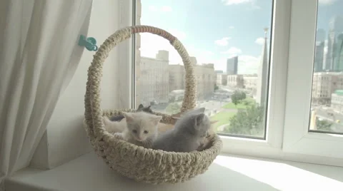 Cute kitten with mother cat Stockbeeldmateriaal 66654148
