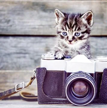 Cute kitten with old photo camera. Stock Photos