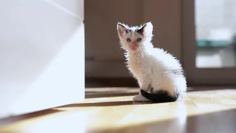 Cute kitten peeking out of the door, playful toddler, cute pets Stock Footage 259577152