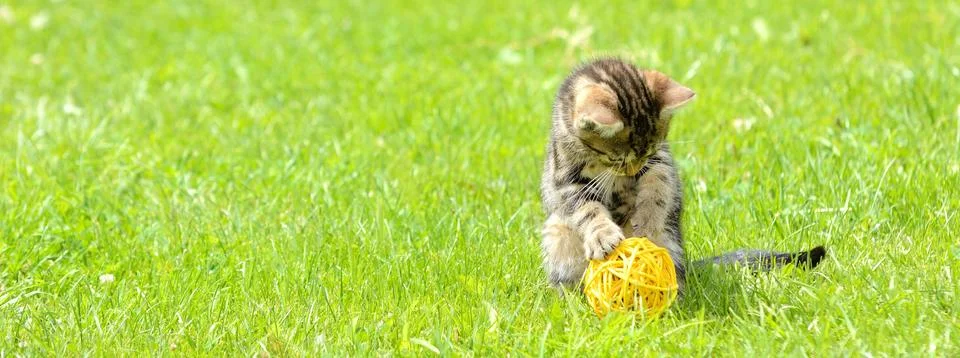 Cute kitten 库存照片