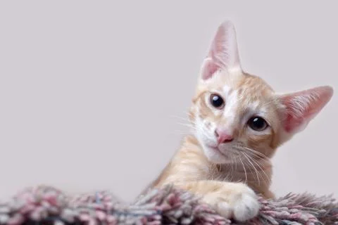 Cute kitten Foto stock