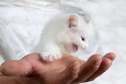 Cute kitten Stock Photos