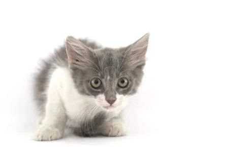 Cute kitten Stock Photos